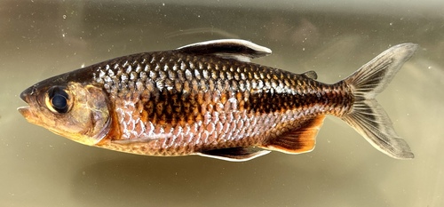 Boulenger's African tetra (Bryconaethiops boulengeri) — Alestidae