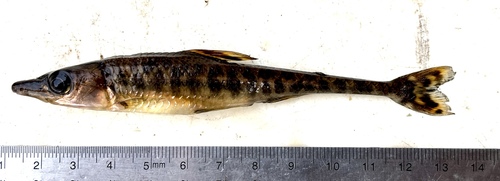 African pike-characin (Phago boulengeri) — Distichodontidae — 2