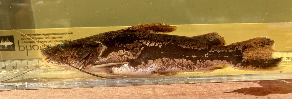 Mottled catfish (Chrysichthys ornatus) — Claroteidae
