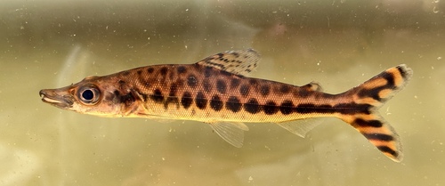 Crocodile fish (Mesoborus crocodilus) — Distichodontidae — 2
