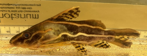 Chocolatestriped squeaker (Synodontis flavitaeniatus) — Mochokidae — 5