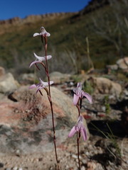 Disa inflexa