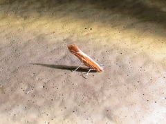 Cameraria conglomeratella