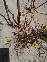 Steirodiscus tagetes