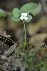 (c) Petr Harant, some rights reserved (CC BY) Arabidopsis halleri, photograph (c) Petr Harant, some rights reserved (CC BY)