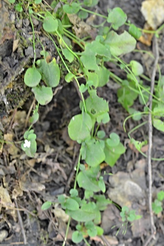 Arabidopsis halleri, photograph 3