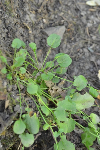 Arabidopsis halleri, photograph 6