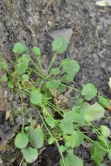 Arabidopsis halleri, photograph (c) Petr Harant, some rights reserved (CC BY)