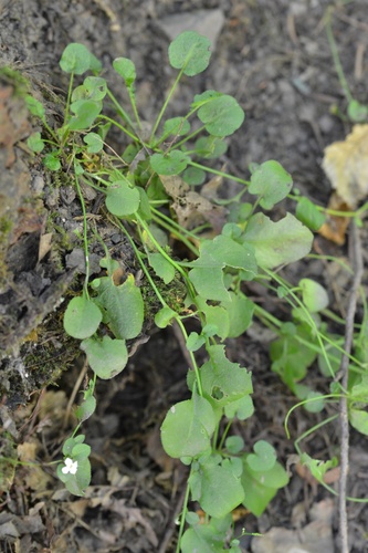 Arabidopsis halleri, photograph 5