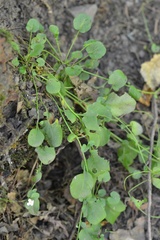 (c) Petr Harant, some rights reserved (CC BY) Arabidopsis halleri, photograph (c) Petr Harant, some rights reserved (CC BY)