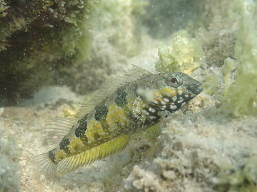 Sonoran Blenny