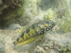 Sonora Blenny photo 2