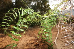 Dypsis scandens