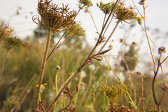 Daucus carota