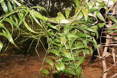 Dypsis scandens