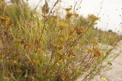 Daucus carota