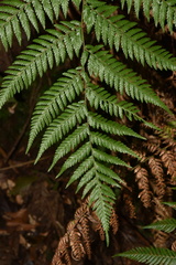 Lophosoria quadripinnata