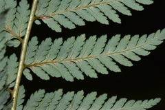 Lophosoria quadripinnata
