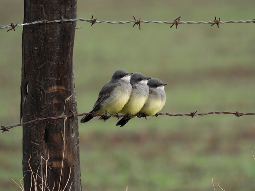 Cassin's Kingbird, Madera, MX-CH, MX, photo 5 of 10