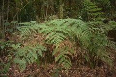 Lophosoria quadripinnata