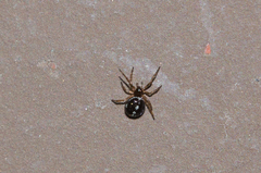 Steatoda bipunctata