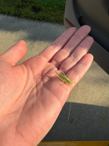 Oak bush-cricket