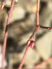 Eriogonum eremicola