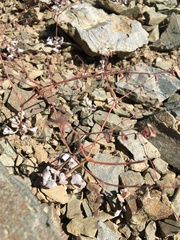 Eriogonum eremicola