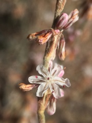 Eriogonum panamintense