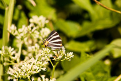 Panthiades bathildis