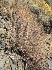 Eriogonum panamintense