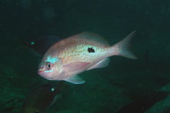 Caesioperca lepidoptera