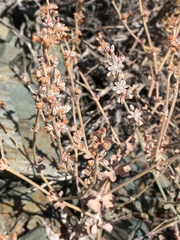 Eriogonum panamintense