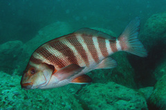 Chirodactylus spectabilis