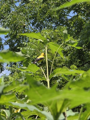 iNaturalist observation 2025-07-22