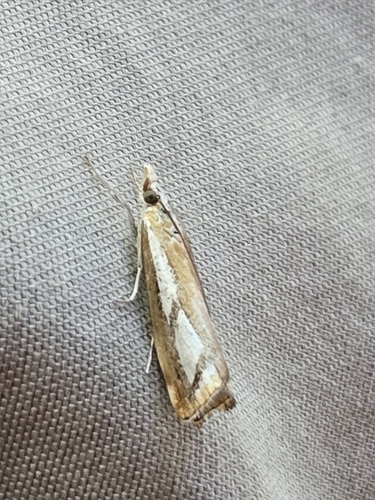 Two-banded Catoptria Moth photo 2