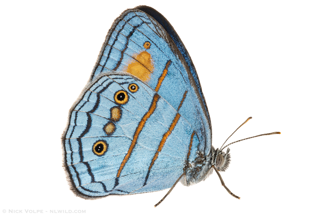Caeruleuptychia