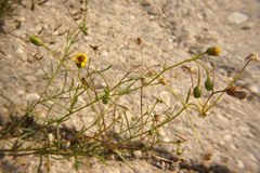 Senecio inaequidens