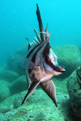 Richardson's Boarfish photo 3