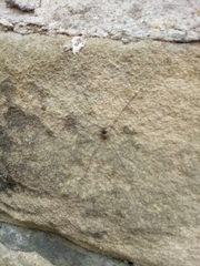 Leiobunum