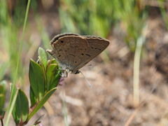 Lepidochrysops irvingi
