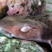 Orange-spotted Catshark - Photo (c) Sascha Schulz, some rights reserved (CC BY-NC), uploaded by Sascha Schulz