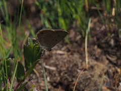 Lepidochrysops irvingi