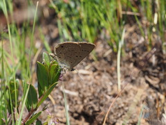 Lepidochrysops irvingi