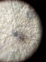 Leiobunum