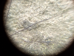 Leiobunum