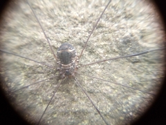 Leiobunum