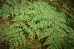 Lophosoria quadripinnata