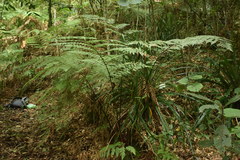 Lophosoria quadripinnata