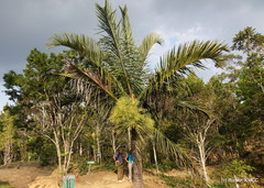 Dypsis robusta